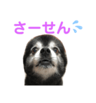 黒ポメのちょいワルポンタくん（個別スタンプ：6）