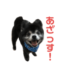 黒ポメのちょいワルポンタくん（個別スタンプ：7）