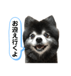 黒ポメのちょいワルポンタくん（個別スタンプ：8）