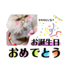 ゆきち 3（個別スタンプ：7）
