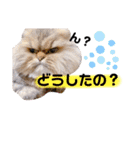 ゆきち 3（個別スタンプ：24）