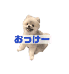 ポメラニアンのしゅうくん2（個別スタンプ：1）