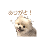 ポメラニアンのしゅうくん2（個別スタンプ：2）