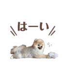 ポメラニアンのしゅうくん2（個別スタンプ：3）