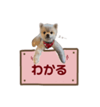 ポメラニアンのしゅうくん2（個別スタンプ：14）