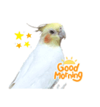 オカメインコのパールちゃんスタンプ（個別スタンプ：1）