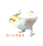 オカメインコのパールちゃんスタンプ（個別スタンプ：2）