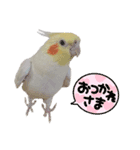 オカメインコのパールちゃんスタンプ（個別スタンプ：3）