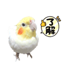 オカメインコのパールちゃんスタンプ（個別スタンプ：4）