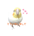 オカメインコのパールちゃんスタンプ（個別スタンプ：5）