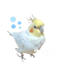 オカメインコのパールちゃんスタンプ（個別スタンプ：7）