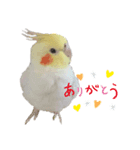 オカメインコのパールちゃんスタンプ（個別スタンプ：8）
