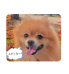もこもこの日常スタンプ（個別スタンプ：3）