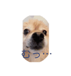 もこもこの日常スタンプ（個別スタンプ：7）