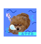 もこもこの日常スタンプ（個別スタンプ：8）