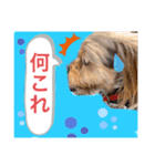 かわいい！ペロリンスタンプ第3弾！（個別スタンプ：2）