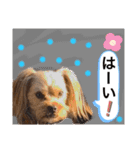 かわいい！ペロリンスタンプ第3弾！（個別スタンプ：5）