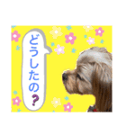 かわいい！ペロリンスタンプ第3弾！（個別スタンプ：6）