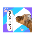 かわいい！ペロリンスタンプ第3弾！（個別スタンプ：9）