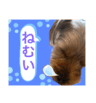 かわいい！ペロリンスタンプ第3弾！（個別スタンプ：11）
