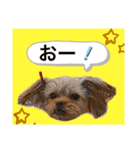 かわいい！ペロリンスタンプ第3弾！（個別スタンプ：12）