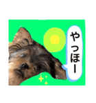 かわいい！ペロリンスタンプ第3弾！（個別スタンプ：13）