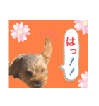 かわいい！ペロリンスタンプ第3弾！（個別スタンプ：15）