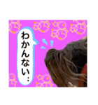 かわいい！ペロリンスタンプ第3弾！（個別スタンプ：16）