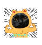猫マッチョスタンプ（個別スタンプ：1）