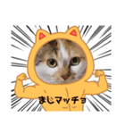 猫マッチョスタンプ（個別スタンプ：3）