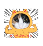 猫マッチョスタンプ（個別スタンプ：4）