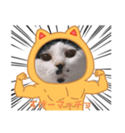 猫マッチョスタンプ（個別スタンプ：5）
