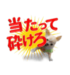 チワワのリアルな私生活 Ver.2 でか文字（個別スタンプ：8）