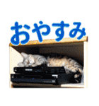 チワワのリアルな私生活 Ver.2 でか文字（個別スタンプ：10）