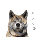 虎毛秋田犬 秋馬とお菊2（個別スタンプ：1）