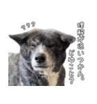 虎毛秋田犬 秋馬とお菊2（個別スタンプ：2）