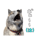 虎毛秋田犬 秋馬とお菊2（個別スタンプ：3）