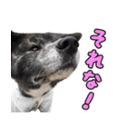 虎毛秋田犬 秋馬とお菊2（個別スタンプ：4）