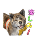 虎毛秋田犬 秋馬とお菊2（個別スタンプ：5）