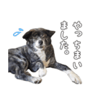 虎毛秋田犬 秋馬とお菊2（個別スタンプ：6）