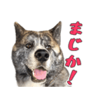 虎毛秋田犬 秋馬とお菊2（個別スタンプ：7）