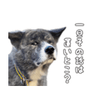 虎毛秋田犬 秋馬とお菊2（個別スタンプ：8）