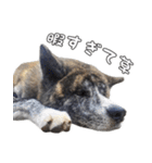 虎毛秋田犬 秋馬とお菊2（個別スタンプ：9）