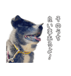 虎毛秋田犬 秋馬とお菊2（個別スタンプ：10）