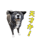 虎毛秋田犬 秋馬とお菊2（個別スタンプ：12）
