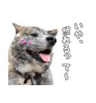 虎毛秋田犬 秋馬とお菊2（個別スタンプ：13）