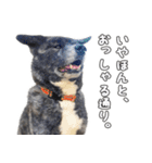 虎毛秋田犬 秋馬とお菊2（個別スタンプ：14）