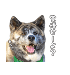 虎毛秋田犬 秋馬とお菊2（個別スタンプ：15）