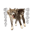 虎毛秋田犬 秋馬とお菊2（個別スタンプ：16）