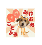 こはくくんのクリスマス＆お正月（個別スタンプ：2）